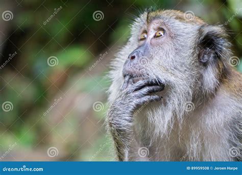 Thinking Monkey Stock Photo Image Of Finger Head Eyes 89959508