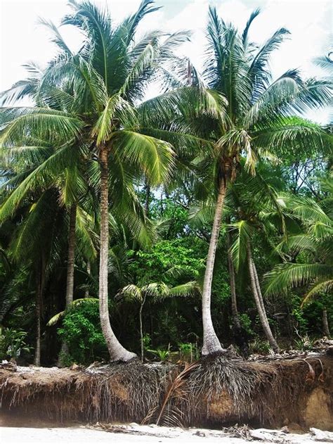 Palmetto Tree Root System Explained Balcony Garden Web