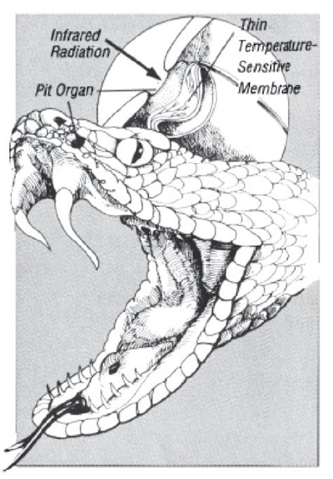 Pit Vipers ‘see Infrared Radiation Nazarene Notes