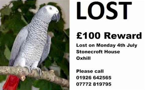 Lost Parrot