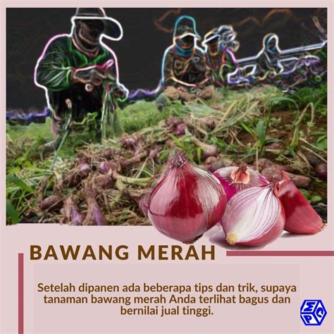 Budidaya Bawang Merah Setelah Panen Ada Trik Khususnya Loh PT