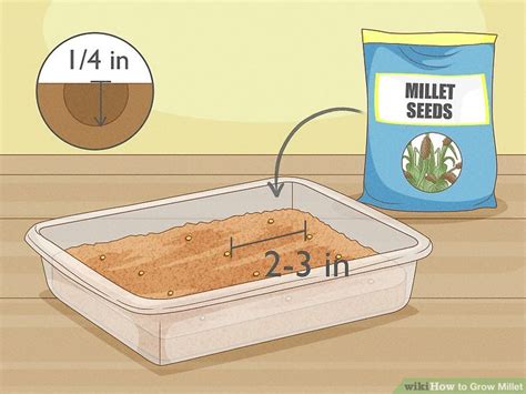 How To Grow Millet With Pictures Wikihow