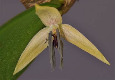 Bulbophyllum Nocturnum Alchetron The Free Social Encyclopedia