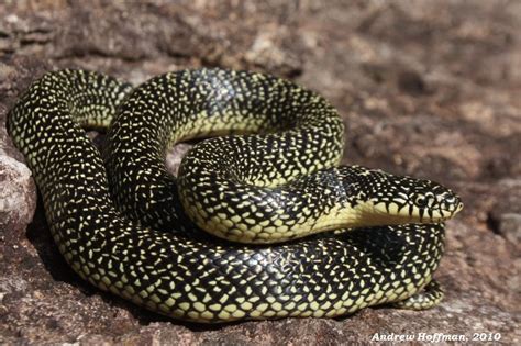 Speckled Kingsnake (Lampropeltis getula holbrooki) - Reptiles and ...