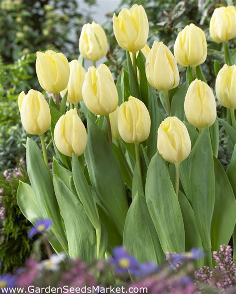 Tulipan Creme Flag Pakke Med Stk Tulipa Creme Flag Garden Seeds