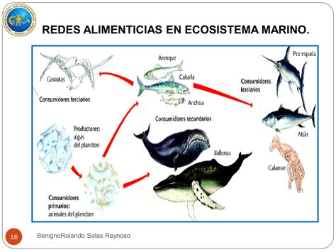 Niveles Troficos Y Cadenas Alimenticias En Ecosistemas T8 1pdf