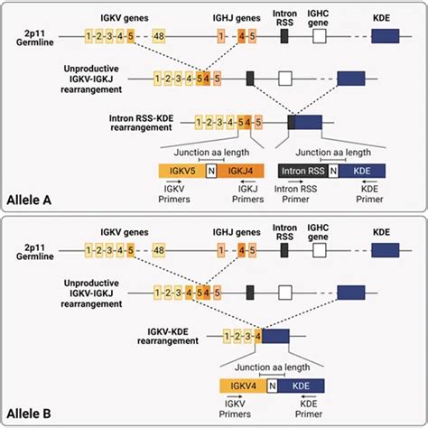 B Cell Clonality Igh Gene Rearrangement Test In Delhi Gdic