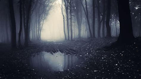 Scary Forest Wallpapers and Backgrounds 4K, HD, Dual Screen