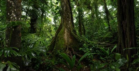 Page 3 | Epiphytes Images - Free Download on Freepik