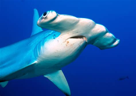 Creatures From Below: How These 4 Deep Sea Sharks Lurk in the Ocean ...