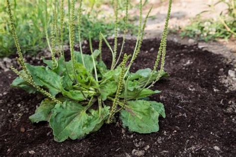 Texas Lawn Weed Identification Chart