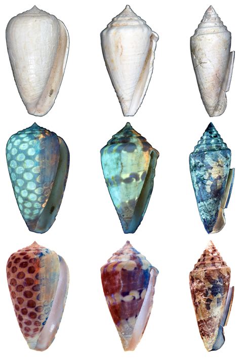 Black Light Shows The True Colors Of Ancient Seashells Popular Science