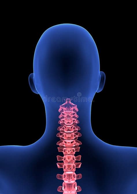 Dor Cervical Da Espinha O Corpo Humano Azul 3D Da Anatomia Rende No