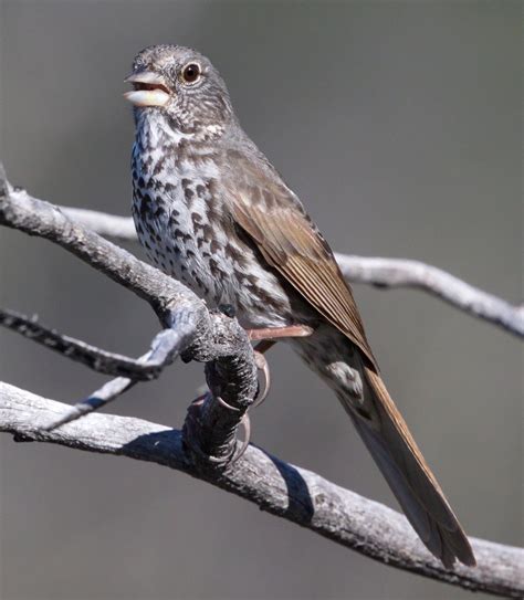 Fox Sparrow | San Diego Bird Spot