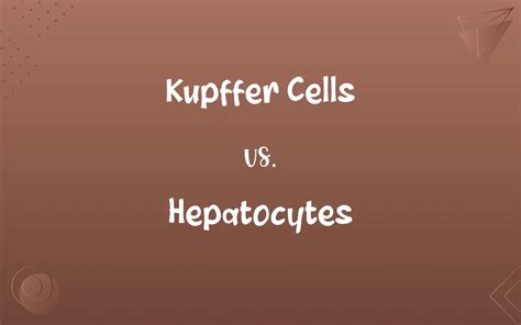 Kupffer Cells Vs Hepatocytes Know The Difference