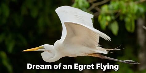 Egret Spiritual Meaning, Symbolism and Totem | Detailed Guide