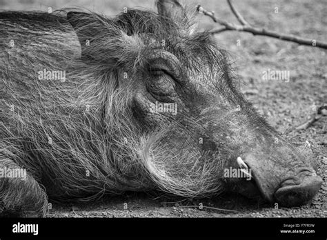 Warthog Black and White Stock Photos & Images - Alamy