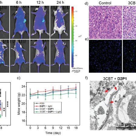 A In Vivo Imaging Of Mdamb Cellbearing Mice After Intravenous