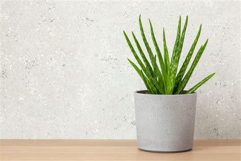 10 Office Plants That Don't Need Sunlight for your Desk - Plant House Aesthetic