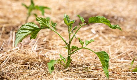 Comment Pailler Le Potager Jardiland