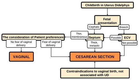 Ijerph Free Full Text The Impact Of Uterus Didelphys On Fertility