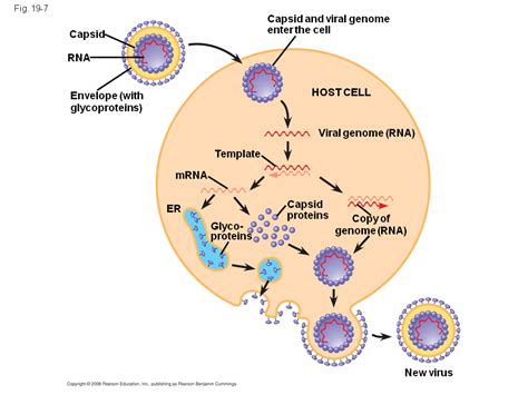 General Features Of Viral Reproductive Cycles