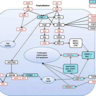 Genes in cancer-related pathways. Genes in the ‘Focal adhesion’, ‘Wnt ... 