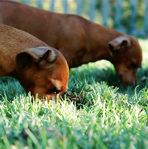 dog eating grass petplate
