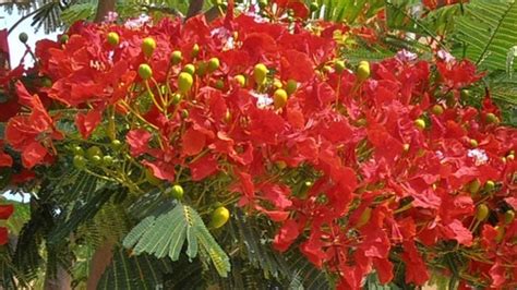 50 Semillas Delonix Regia flamboyán O Tabachín Toto Meses sin intereses