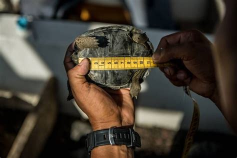 Meet Diego The Centenarian Tortoise Whose Sex Drive Saved His Species