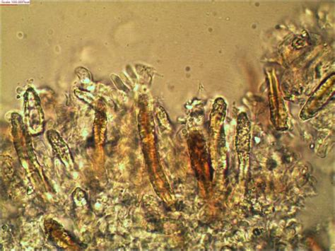 Amylostereum laevigatum (Fr.) Boidin 1958 - Fliegenpilz Myko AG im ...