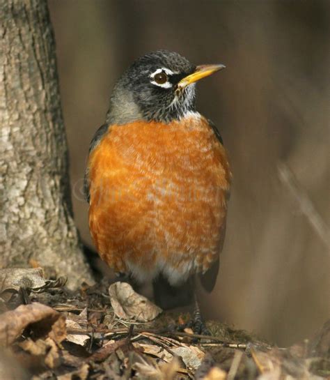 American Robin enjoying the sunshine in Milwaukee County Wisconsin on January 10, 2019 - Window ...