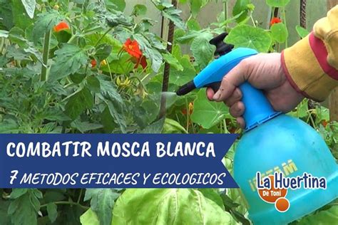 Como Eliminar La Mosca Blanca De Los Citricos Store Dakora Co