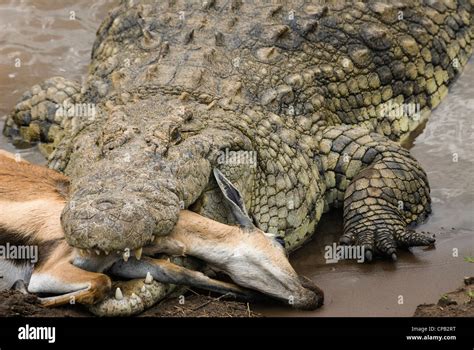 Close up of crocodile with prey Stock Photo - Alamy