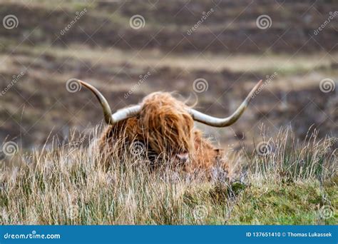 Hairy Scottish Highlander Highland Cattle Next To The Road Isle Of