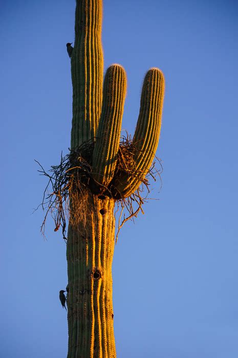 Saguaro Cactus Birds Nest - Anne McKinnell Photography