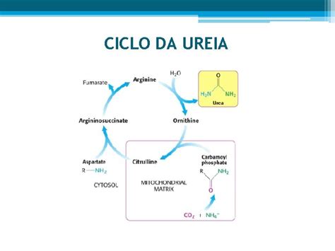 Oxidao Dos Aminocidos E Produo De Ureia Os