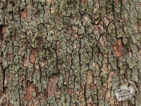 Bark Tree Bark Tree Skin Bark Texture Bark Pattern Tree Bark Texture Bark Photo Nature