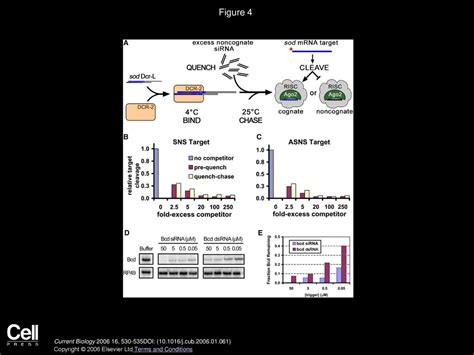 Short Interfering Rna Strand Selection Is Independent Of Dsrna