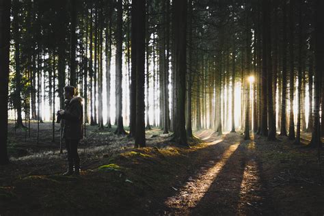 Free Images Tree Nature Forest Light Sunlight Morning Leaf