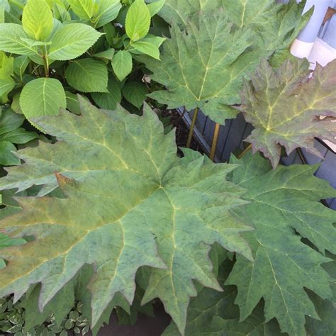 Rheum Palmatum Atrosanguineum Ornamental Rhubarb In Gardentags Plant