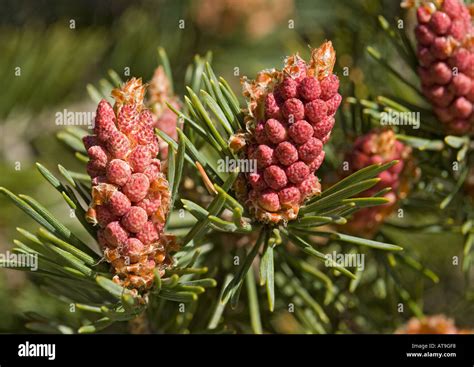 Scots Pine With Unusually Red Male Flowers Pinus Sylvestris Stock Photo