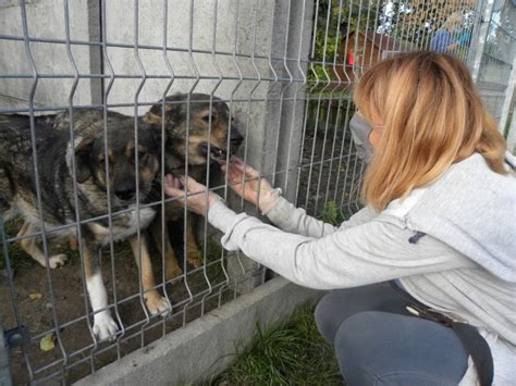 Schronisko Dla Bezdomnych Zwierz T W Kaliszu Zobacz Jakie Zwierzaki