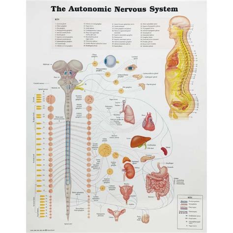 The Autonomic Nervous System Hitech Therapy Online