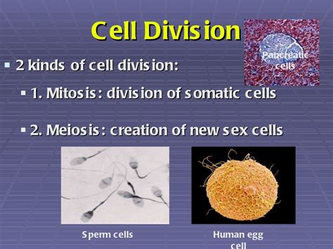 Mitosis Powerpoint