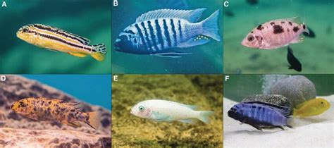 Coloration phenotypes in cichlid fishes. A Horizontal stripe patterns ...