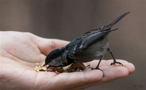 У вівторок у столиці — невеликий дощ та мокрий сніг - Вечірній Київ