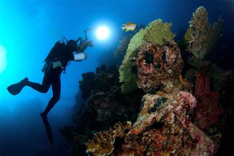 Antorchas Y Linternas Para Buceo Todo Lo Que Necesitas Saber