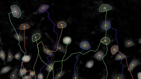 Single Cell Tracking Assay Holomonitor® Live Cell Assay Phi