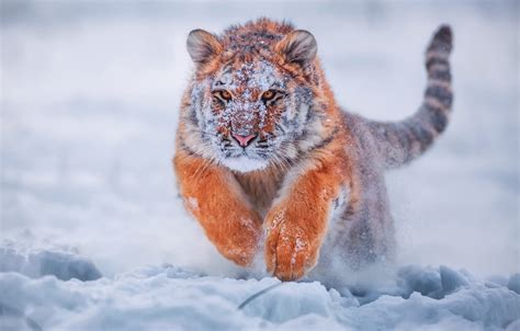Snow Tiger Images, Beautiful Snow Tiger Images, #36628